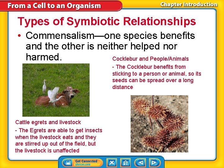 Types of Symbiotic Relationships • Commensalism—one species benefits and the other is neither helped