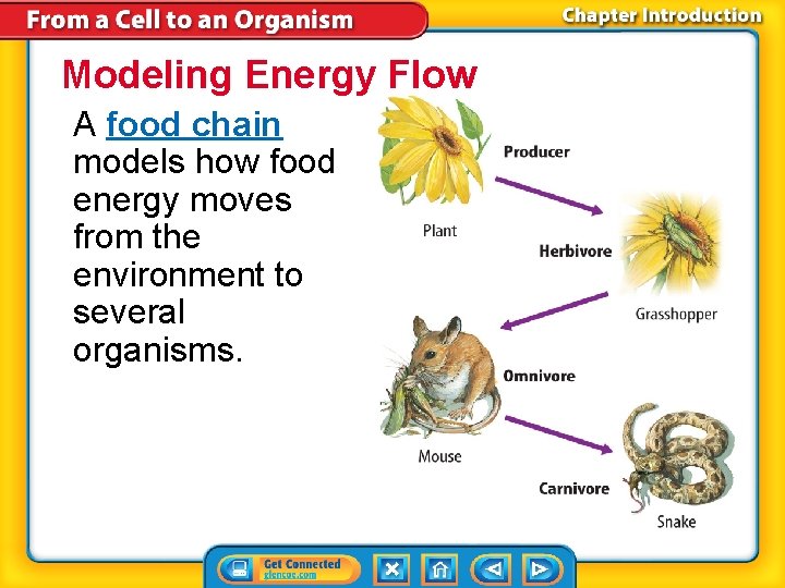 Modeling Energy Flow A food chain models how food energy moves from the environment