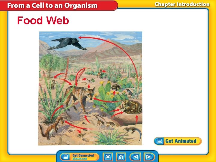 Food Web 