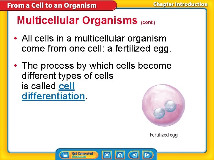 Multicellular Organisms (cont. ) • All cells in a multicellular organism come from one