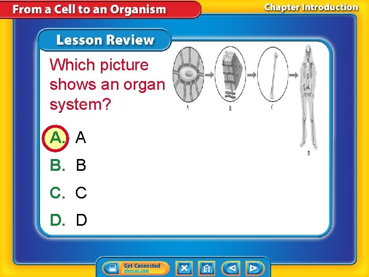 Which picture shows an organ system? A. A B. B C. C D. D