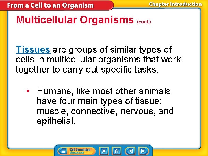 Multicellular Organisms (cont. ) Tissues are groups of similar types of cells in multicellular