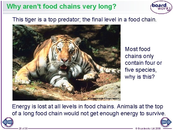 Why aren’t food chains very long? This tiger is a top predator; the final