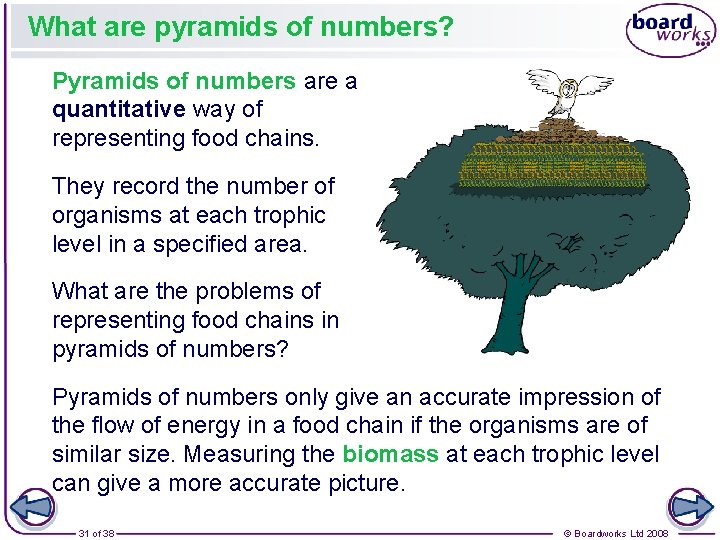 What are pyramids of numbers? Pyramids of numbers are a quantitative way of representing