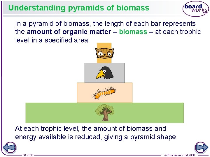 Understanding pyramids of biomass In a pyramid of biomass, the length of each bar