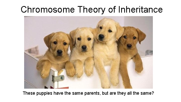 Chromosome Theory of Inheritance These puppies have the same parents, but are they all