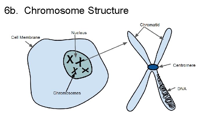 6 b. Chromosome Structure 