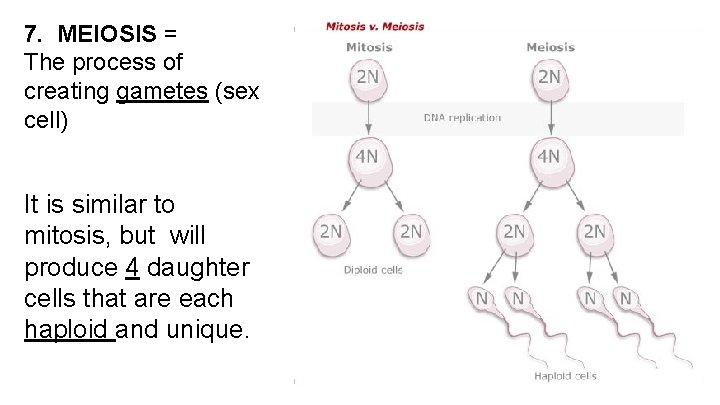 7. MEIOSIS = The process of creating gametes (sex cell) It is similar to