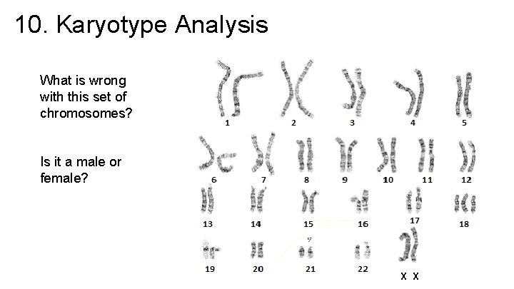 10. Karyotype Analysis What is wrong with this set of chromosomes? Is it a