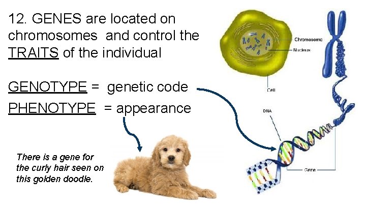 12. GENES are located on chromosomes and control the TRAITS of the individual GENOTYPE