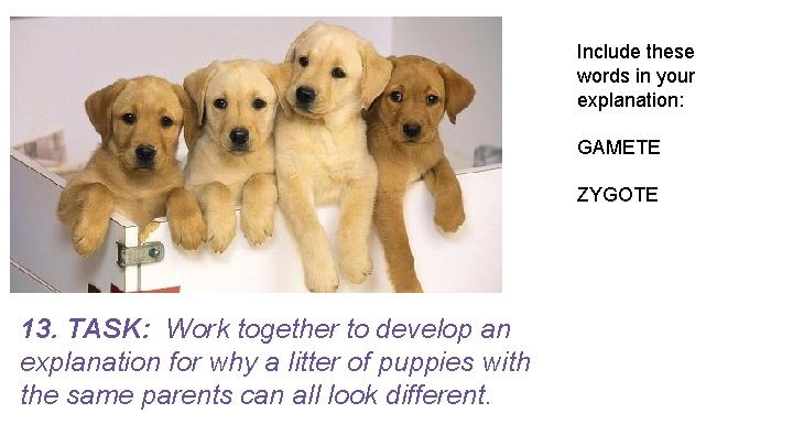 Include these words in your explanation: GAMETE ZYGOTE 13. TASK: Work together to develop