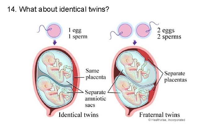 14. What about identical twins? 