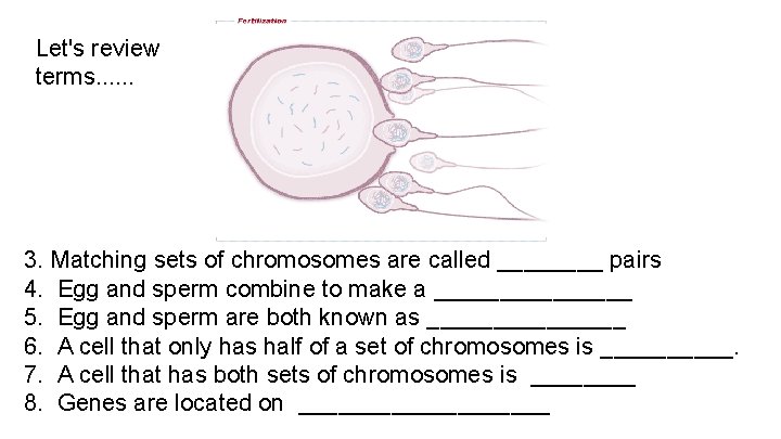 Let's review terms. . . 3. Matching sets of chromosomes are called ____ pairs