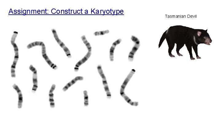 Assignment: Construct a Karyotype Tasmanian Devil 