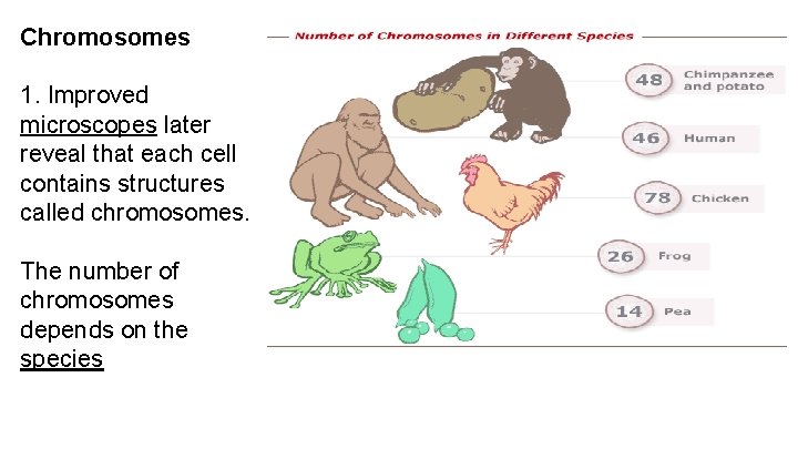 Chromosomes 1. Improved microscopes later reveal that each cell contains structures called chromosomes. The