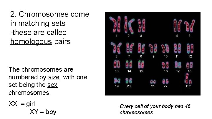 2. Chromosomes come in matching sets -these are called homologous pairs The chromosomes are