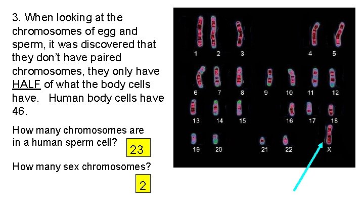 3. When looking at the chromosomes of egg and sperm, it was discovered that