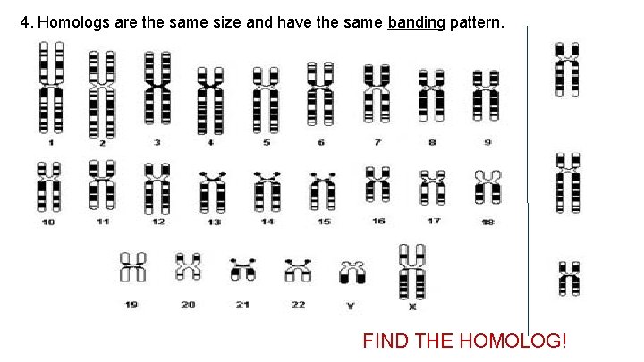 4. Homologs are the same size and have the same banding pattern. FIND THE