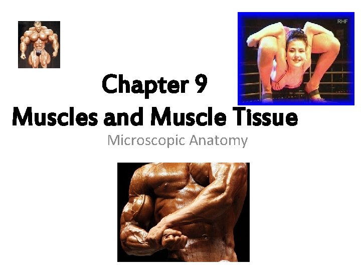 Chapter 9 Muscles and Muscle Tissue Microscopic Anatomy 