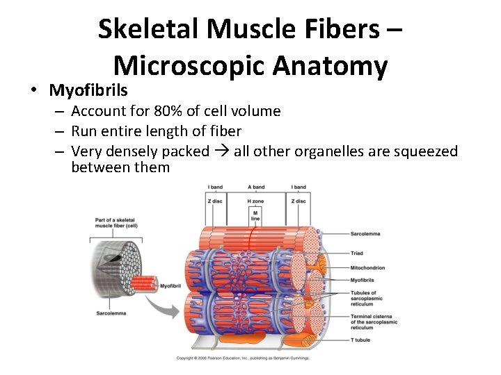 Skeletal Muscle Fibers – Microscopic Anatomy • Myofibrils – Account for 80% of cell