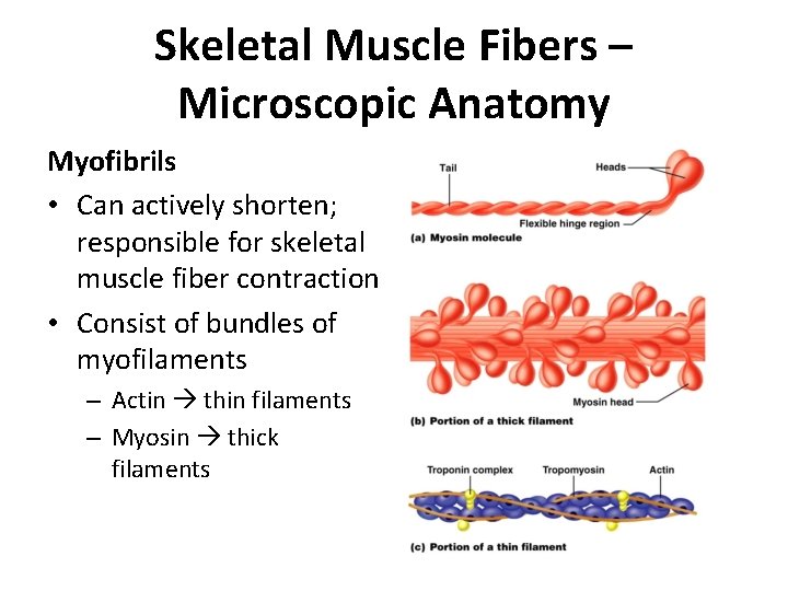 Skeletal Muscle Fibers – Microscopic Anatomy Myofibrils • Can actively shorten; responsible for skeletal