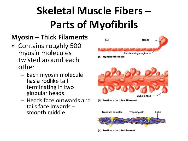 Skeletal Muscle Fibers – Parts of Myofibrils Myosin – Thick Filaments • Contains roughly