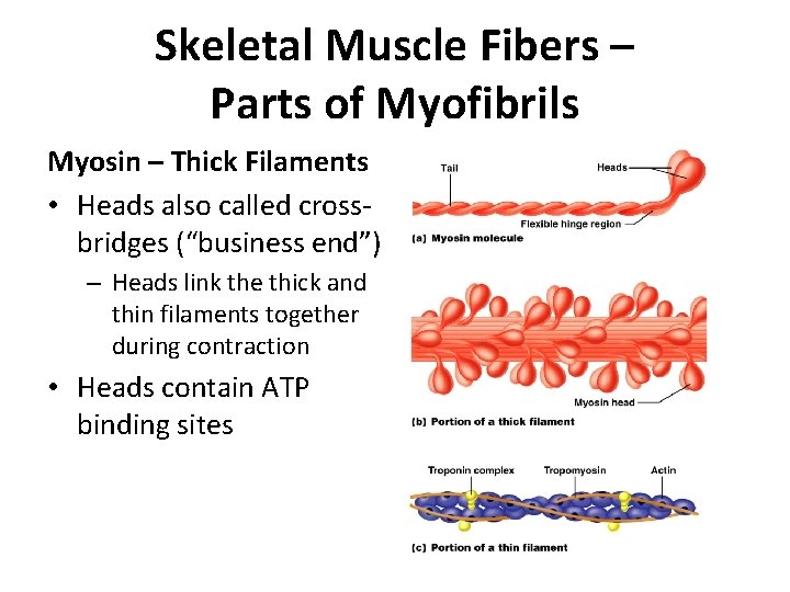 Skeletal Muscle Fibers – Parts of Myofibrils Myosin – Thick Filaments • Heads also