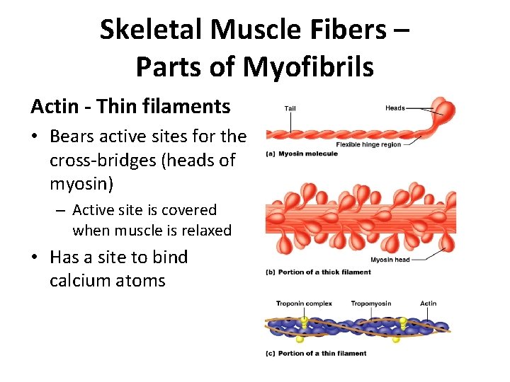 Skeletal Muscle Fibers – Parts of Myofibrils Actin - Thin filaments • Bears active