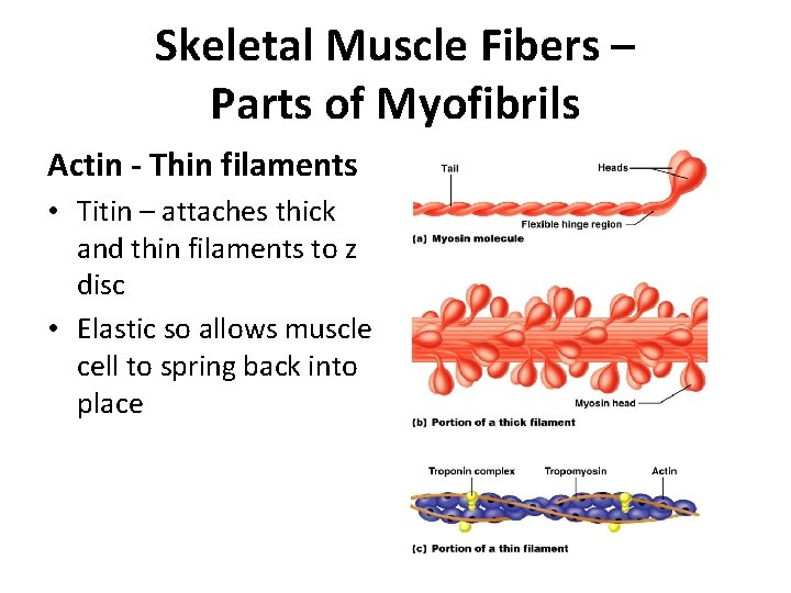 Skeletal Muscle Fibers – Parts of Myofibrils Actin - Thin filaments • Titin –