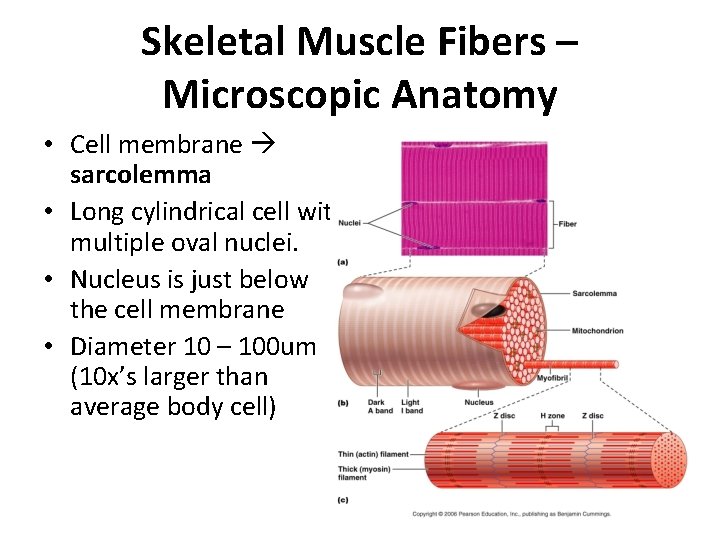 Skeletal Muscle Fibers – Microscopic Anatomy • Cell membrane sarcolemma • Long cylindrical cell