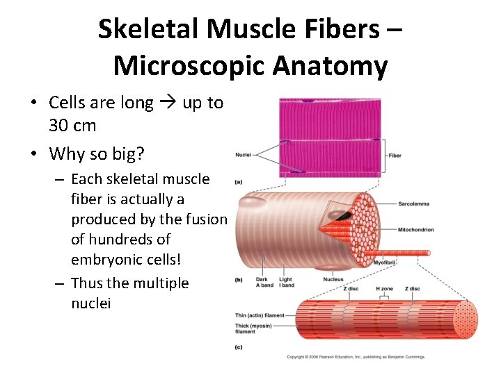 Skeletal Muscle Fibers – Microscopic Anatomy • Cells are long up to 30 cm