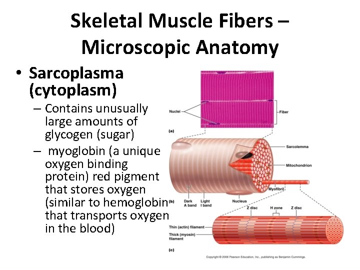 Skeletal Muscle Fibers – Microscopic Anatomy • Sarcoplasma (cytoplasm) – Contains unusually large amounts