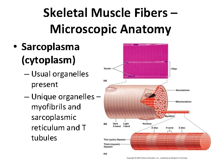 Skeletal Muscle Fibers – Microscopic Anatomy • Sarcoplasma (cytoplasm) – Usual organelles present –