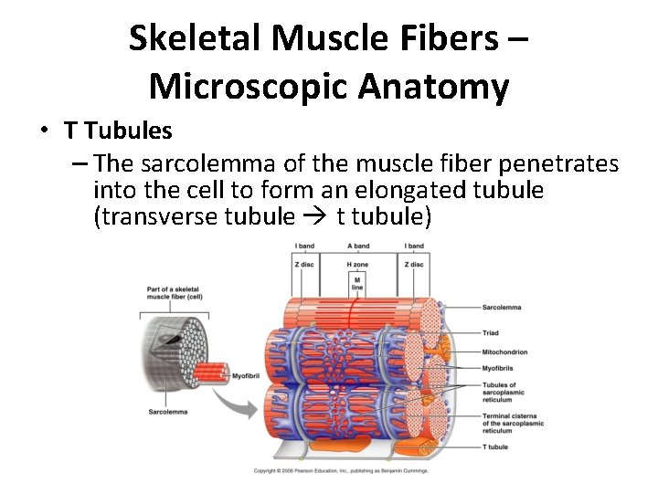 Skeletal Muscle Fibers – Microscopic Anatomy • T Tubules – The sarcolemma of the