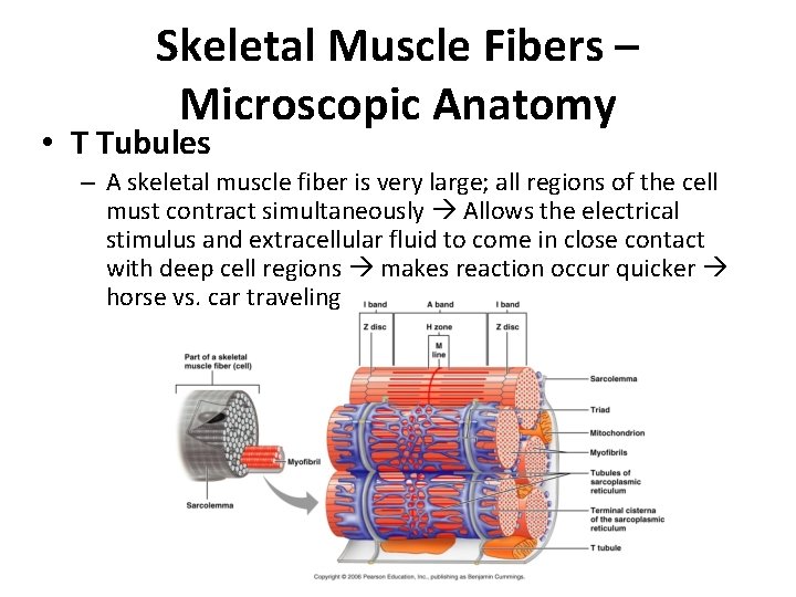 Skeletal Muscle Fibers – Microscopic Anatomy • T Tubules – A skeletal muscle fiber