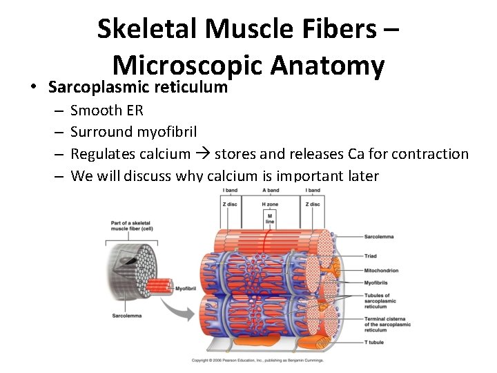 Skeletal Muscle Fibers – Microscopic Anatomy • Sarcoplasmic reticulum – – Smooth ER Surround