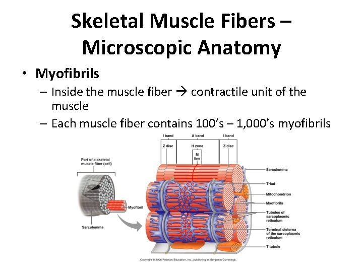 Skeletal Muscle Fibers – Microscopic Anatomy • Myofibrils – Inside the muscle fiber contractile