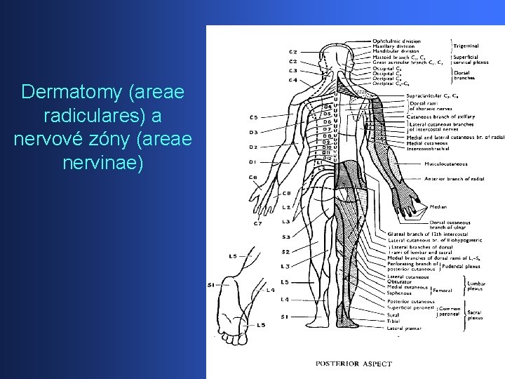 Dermatomy (areae radiculares) a nervové zóny (areae nervinae) 