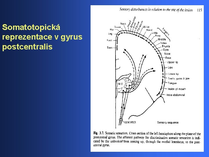 Somatotopická reprezentace v gyrus postcentralis 