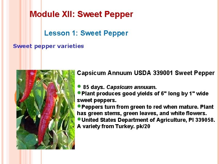 Module XII: Sweet Pepper Lesson 1: Sweet Pepper Sweet pepper varieties Capsicum Annuum USDA