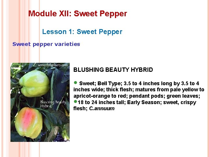 Module XII: Sweet Pepper Lesson 1: Sweet Pepper Sweet pepper varieties BLUSHING BEAUTY HYBRID