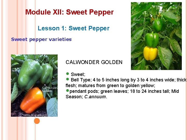 Module XII: Sweet Pepper Lesson 1: Sweet Pepper Sweet pepper varieties CALWONDER GOLDEN •