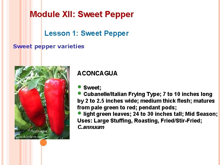 Module XII: Sweet Pepper Lesson 1: Sweet Pepper Sweet pepper varieties ACONCAGUA • Sweet;