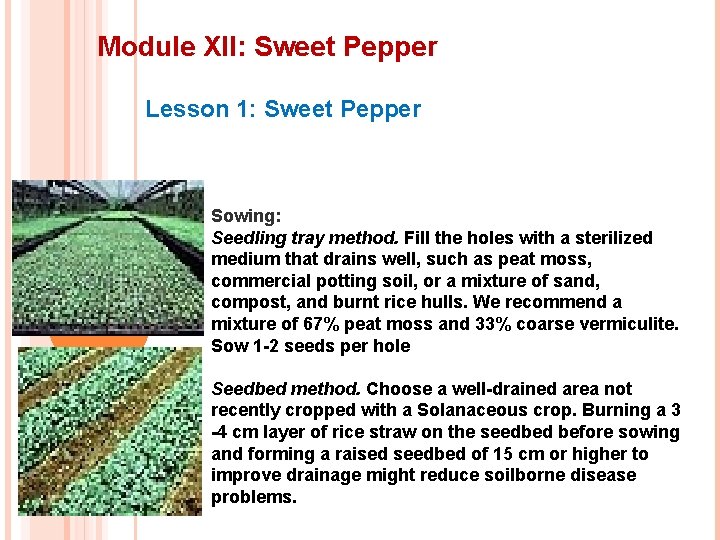 Module XII: Sweet Pepper Lesson 1: Sweet Pepper Sowing: Seedling tray method. Fill the