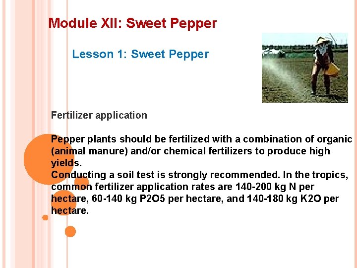 Module XII: Sweet Pepper Lesson 1: Sweet Pepper Fertilizer application Pepper plants should be