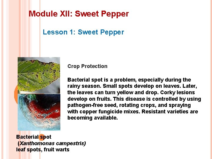 Module XII: Sweet Pepper Lesson 1: Sweet Pepper Crop Protection Bacterial spot is a