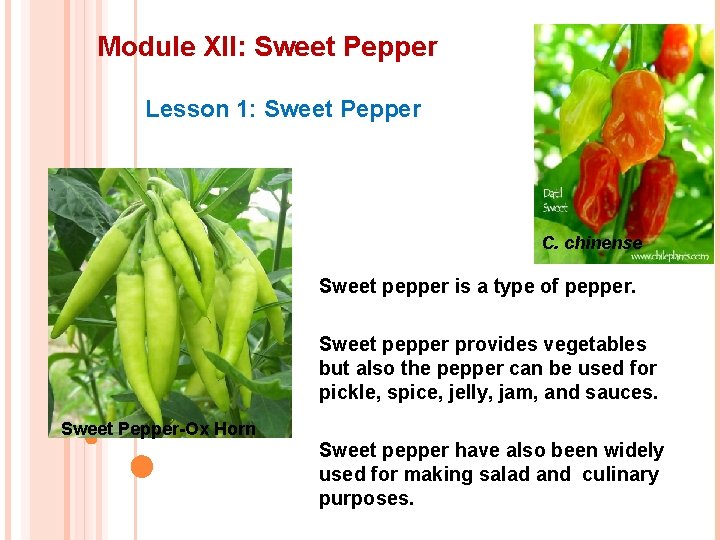 Module XII: Sweet Pepper Lesson 1: Sweet Pepper C. chinense Sweet pepper is a