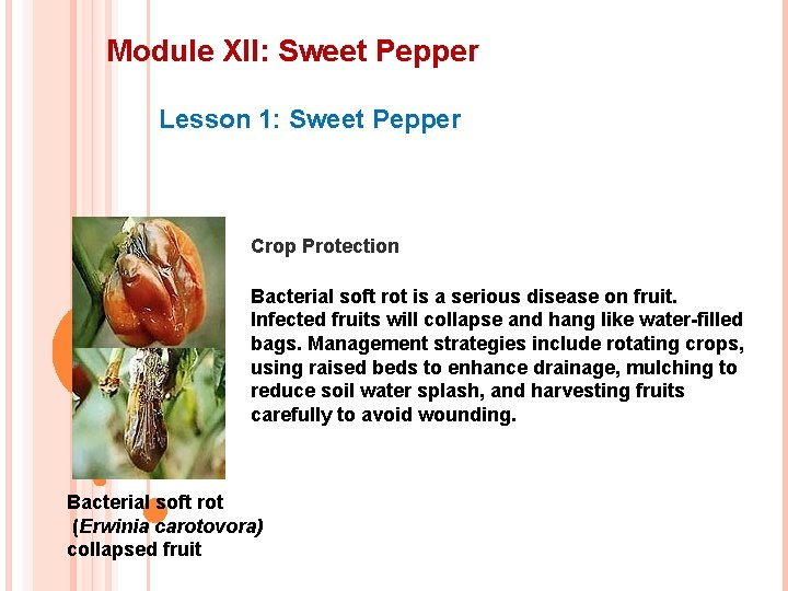 Module XII: Sweet Pepper Lesson 1: Sweet Pepper Crop Protection Bacterial soft rot is