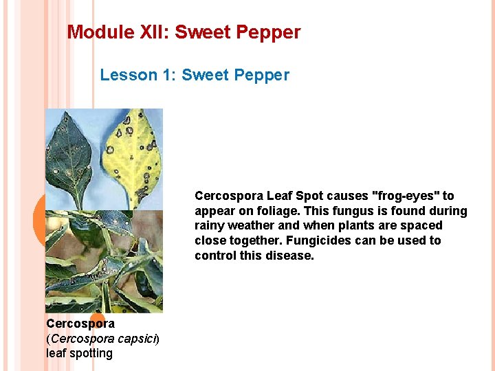 Module XII: Sweet Pepper Lesson 1: Sweet Pepper Cercospora Leaf Spot causes "frog-eyes" to