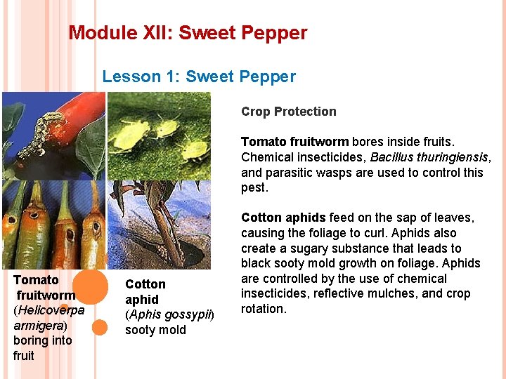 Module XII: Sweet Pepper Lesson 1: Sweet Pepper Crop Protection Tomato fruitworm bores inside